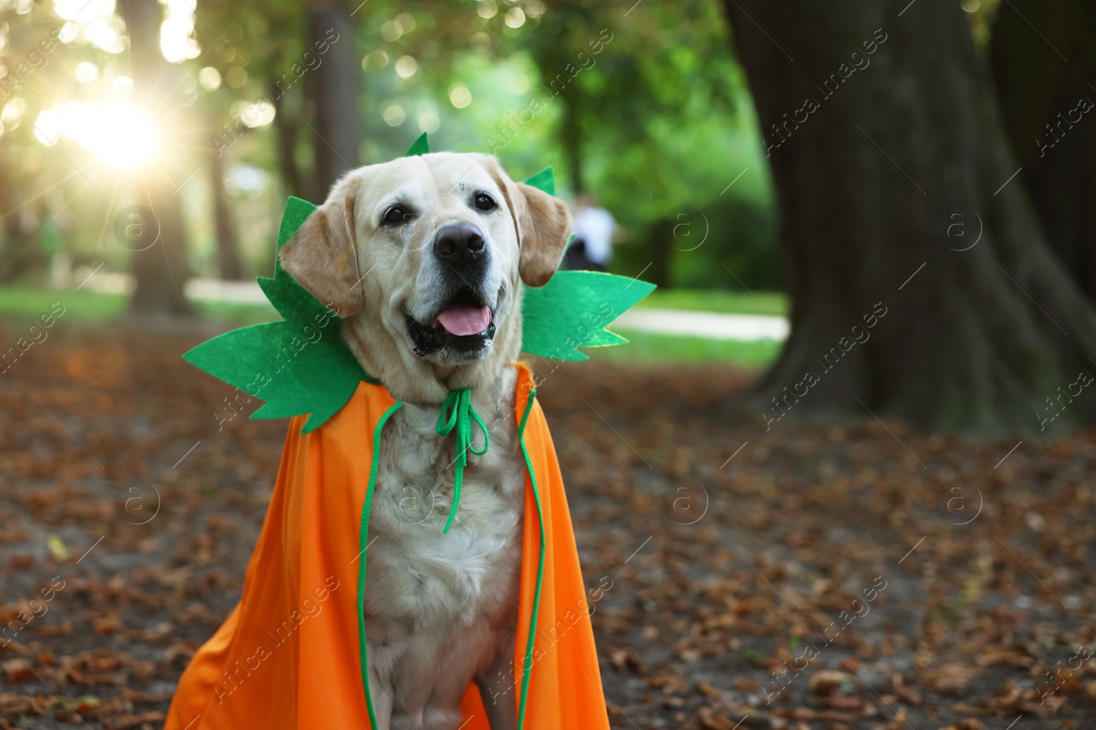 Photo of Cute Labrador Retriever dog wearing Halloween costume in autumn park. Space for text