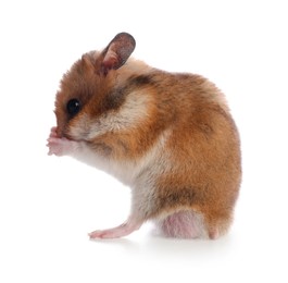 Adorable hamster on white background. Lovely pet