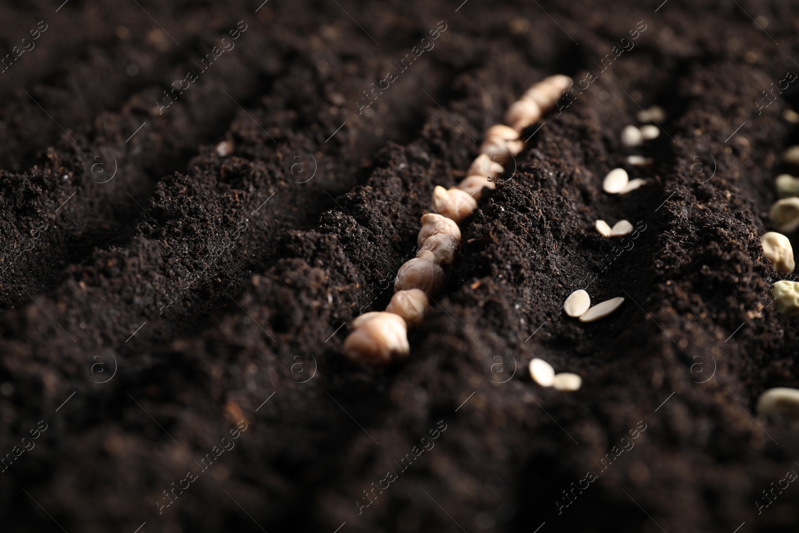 Photo of Rows with vegetable seeds in fertile soil, closeup