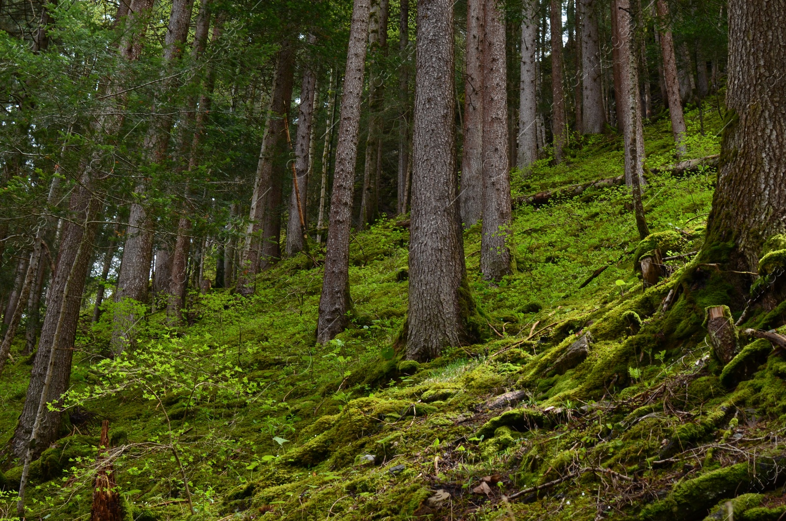 Photo of Many trees and moss on ground in forest, low angle view