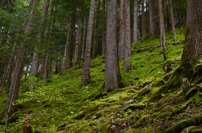 Photo of Many trees and moss on ground in forest, low angle view