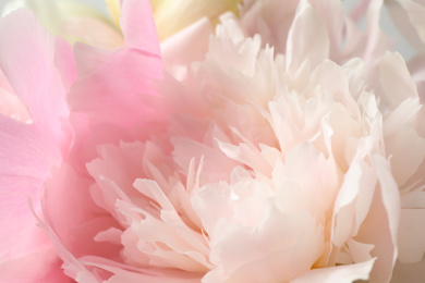 Photo of Beautiful blooming pink peony as background, closeup
