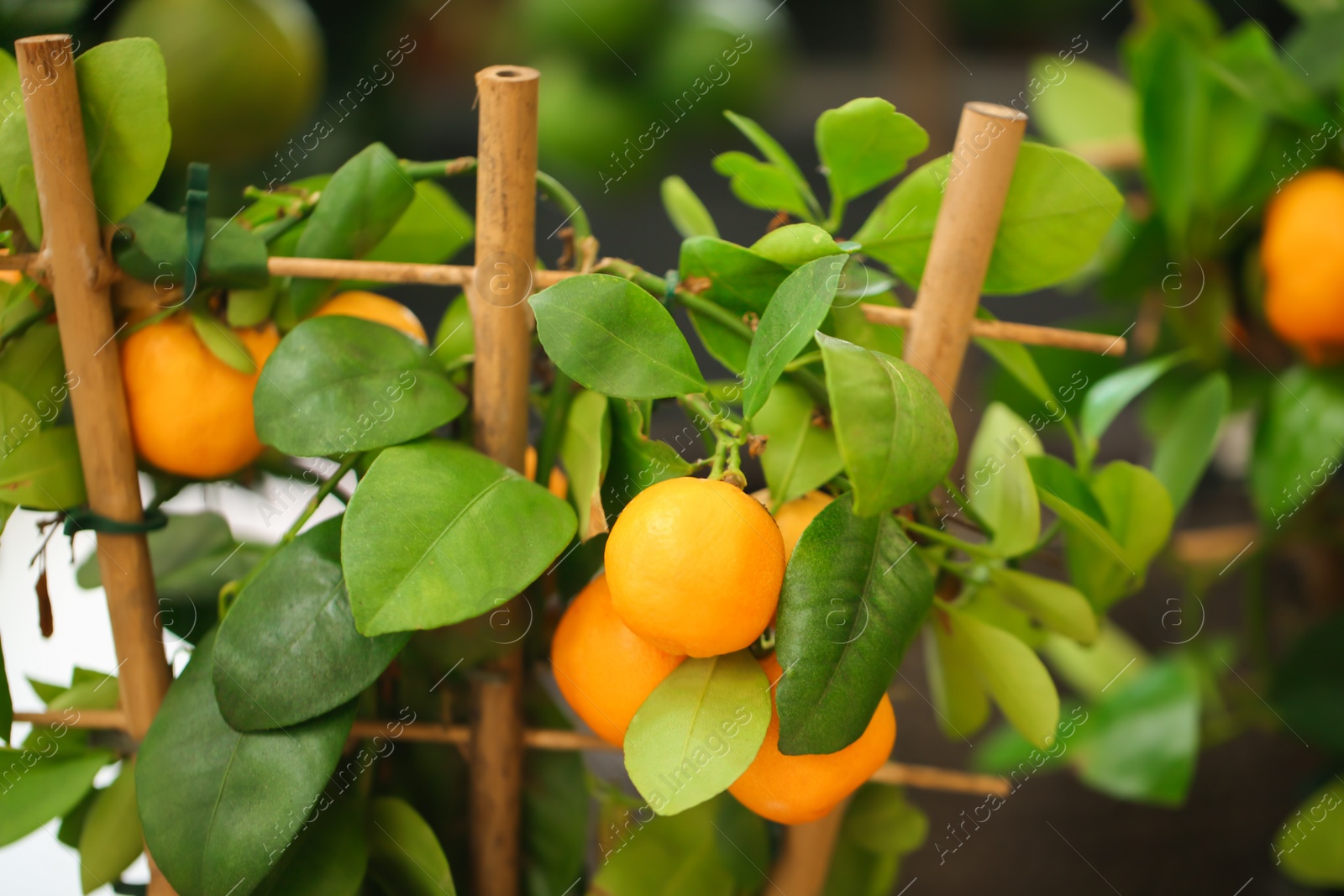 Photo of Beautiful calamondin shrub with fruits, closeup. Tropical plant