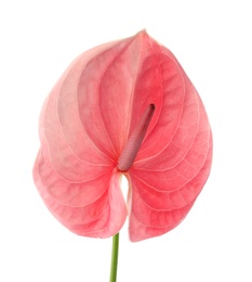 Beautiful pink anthurium flower on white background. Tropical plant