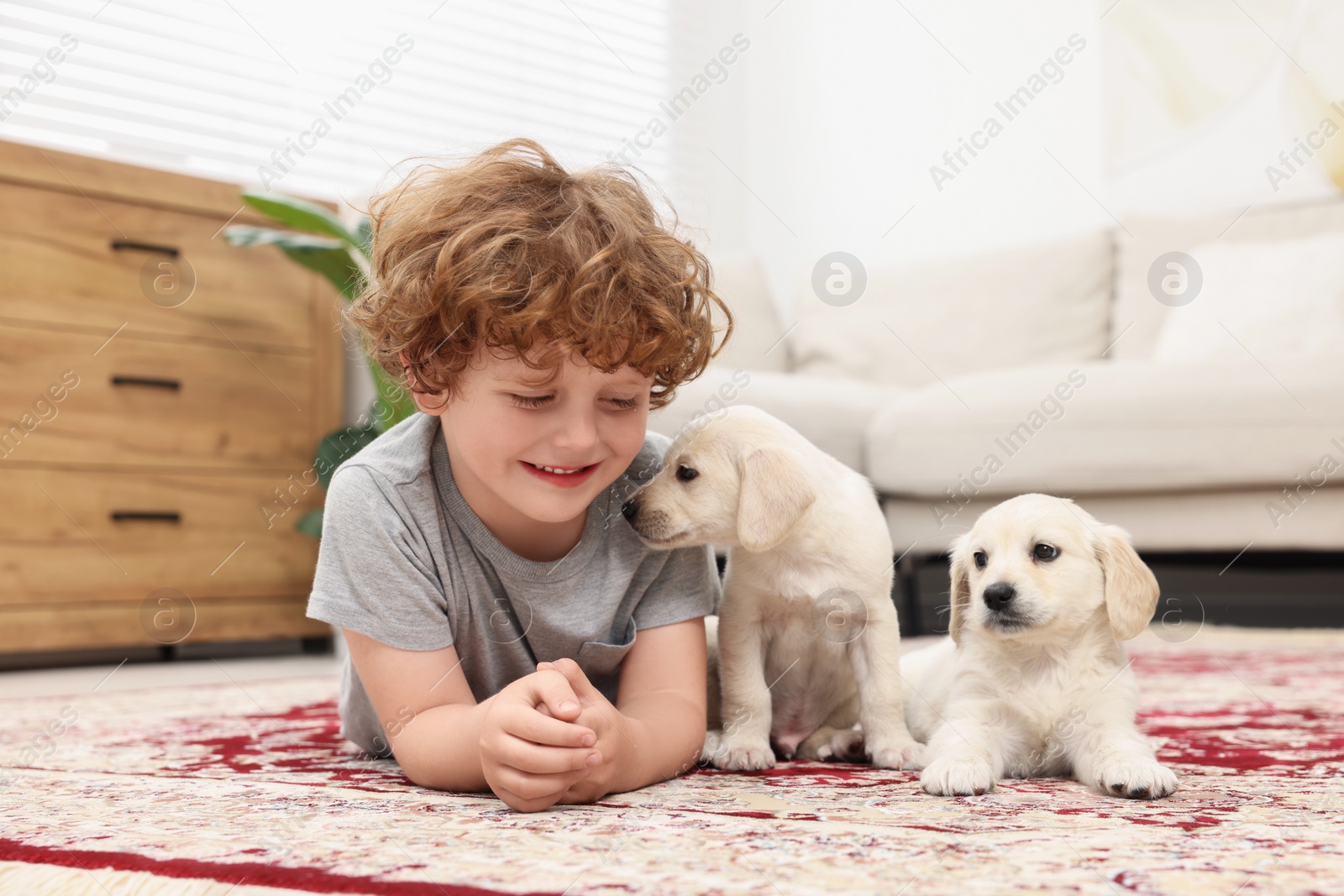 Photo of Little boy with cute puppies on carpet at home