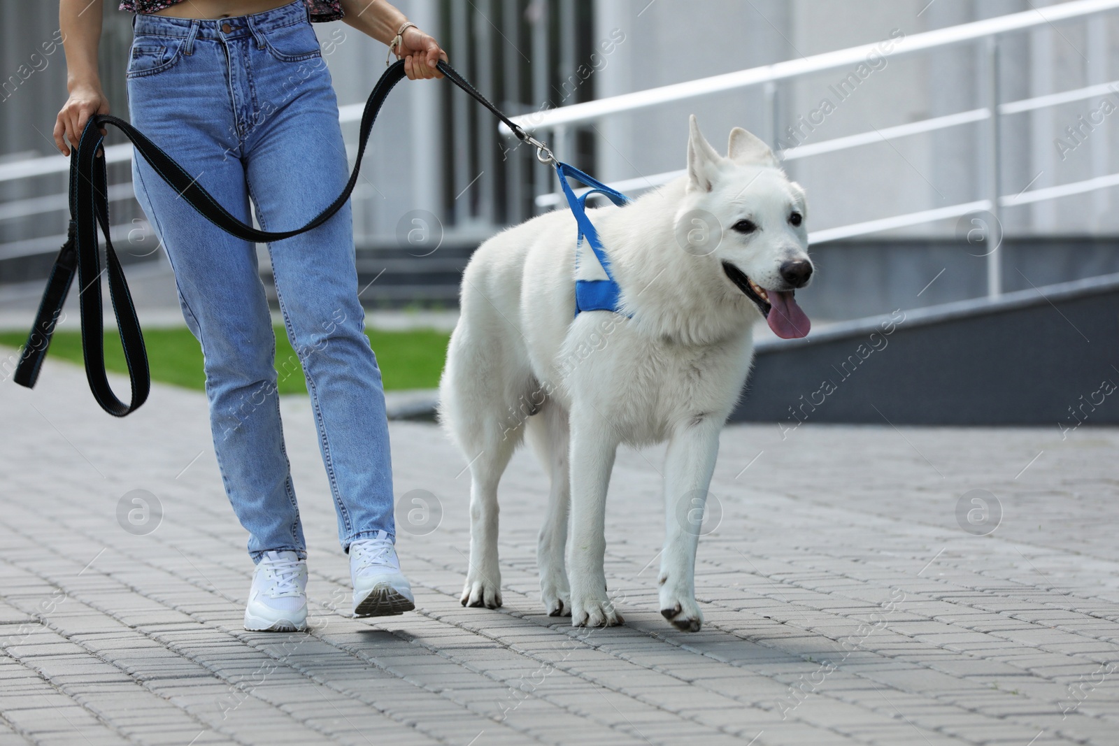 Photo of Young woman with her white Swiss Shepherd dog walking on city street, closeup