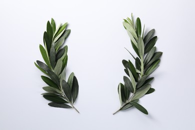 Photo of Olive twigs with fresh green leaves on white background, flat lay