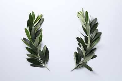 Olive twigs with fresh green leaves on white background, flat lay