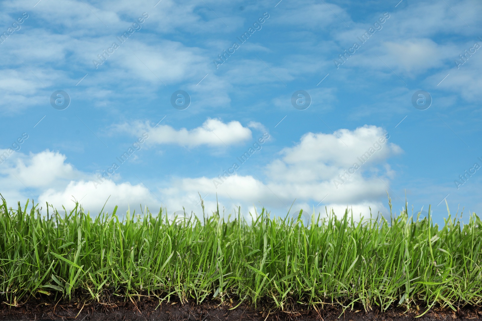 Image of Soil with lush green grass and beautiful blue sky with clouds