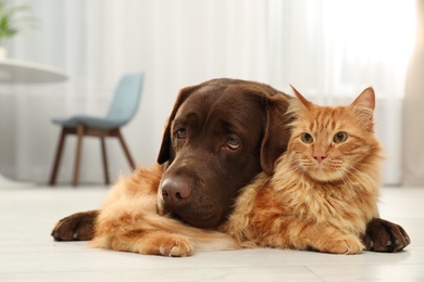 Photo of Cat and dog together looking at camera on floor indoors. Fluffy friends