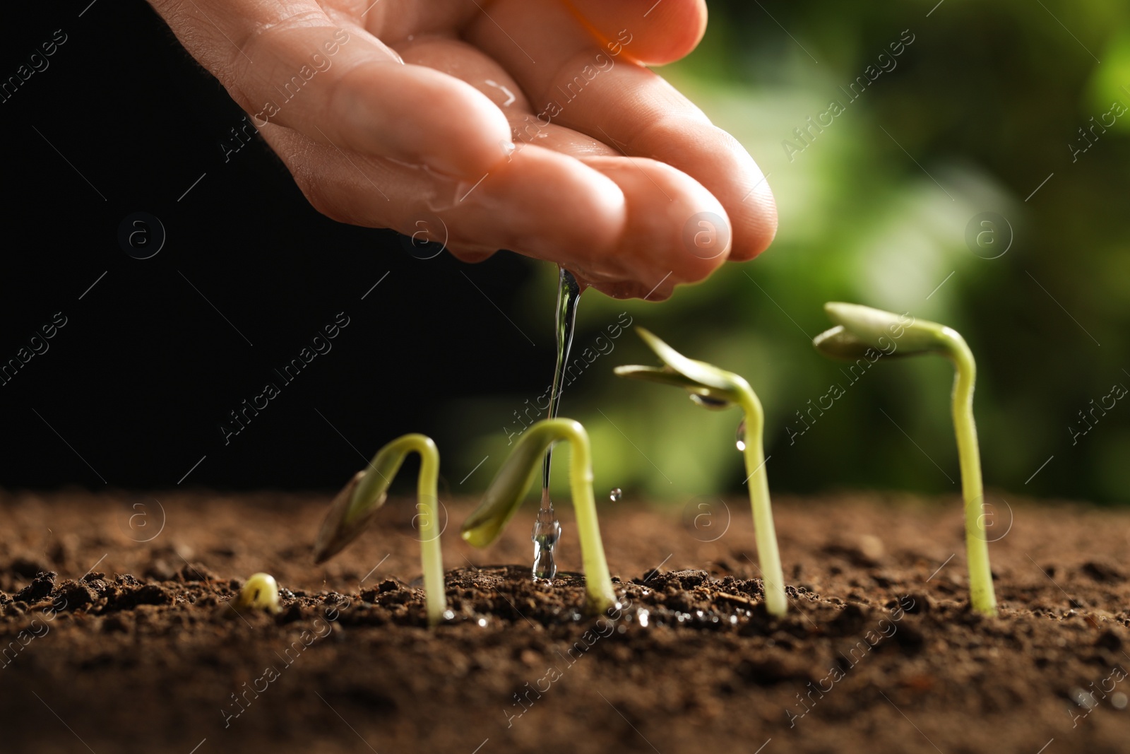 Photo of Woman watering little green seedlings in soil against blurred background, closeup view