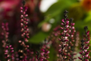 Heather shrub with beautiful flowers on blurred background, closeup