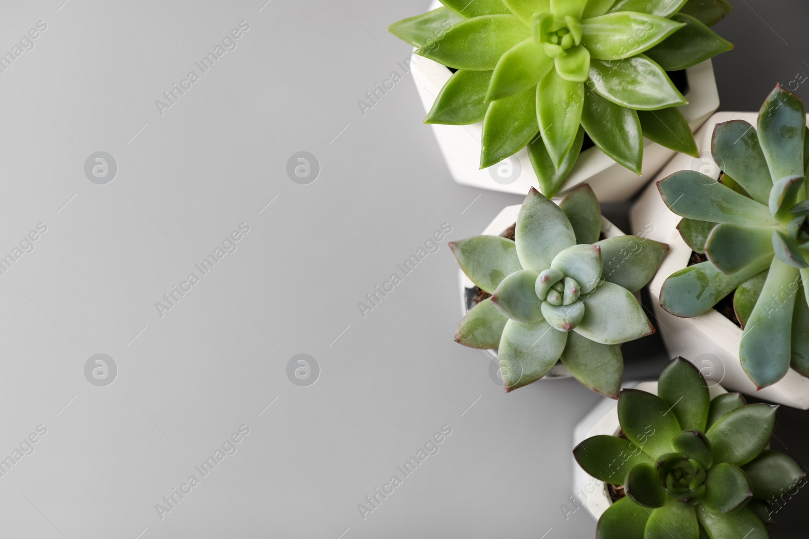 Photo of Beautiful succulents on light grey table, flat lay. Space for text