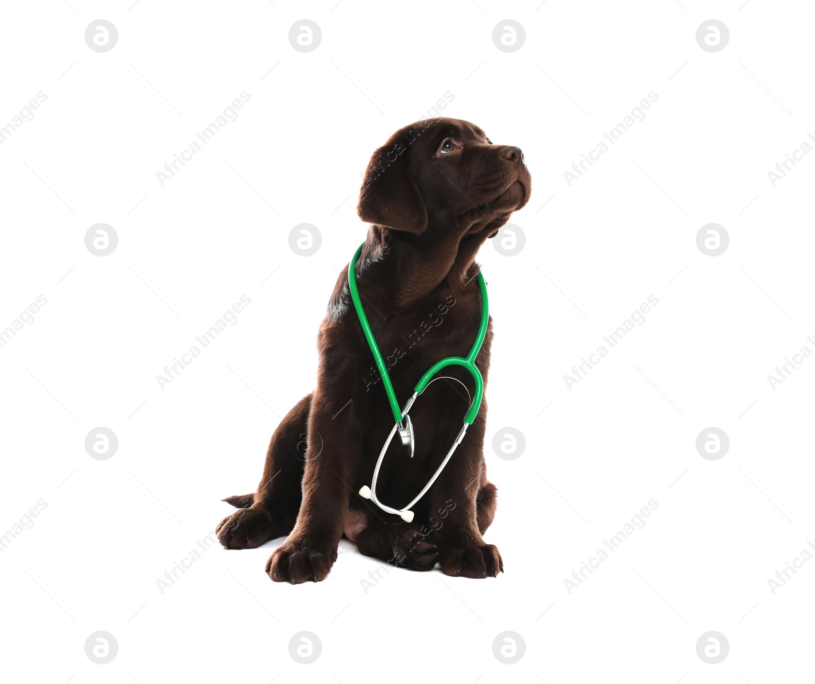 Photo of Cute Labrador dog with stethoscope as veterinarian on white background