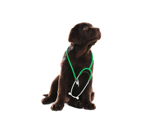 Photo of Cute Labrador dog with stethoscope as veterinarian on white background