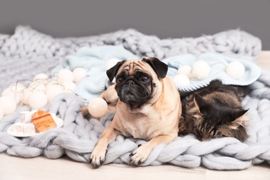 Photo of Cute cat and pug dog with blankets on floor at home. Cozy winter