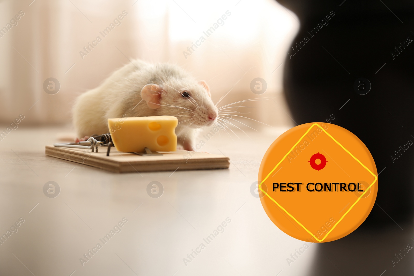 Image of Rat near mousetrap with cheese indoors and warning sign Pest Control