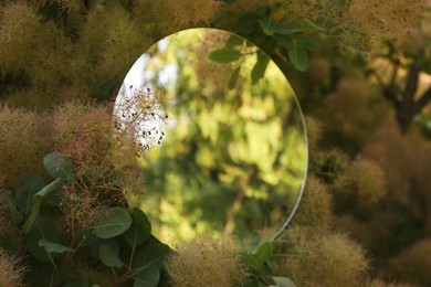 Round mirror among branches of smoke bush reflecting tree