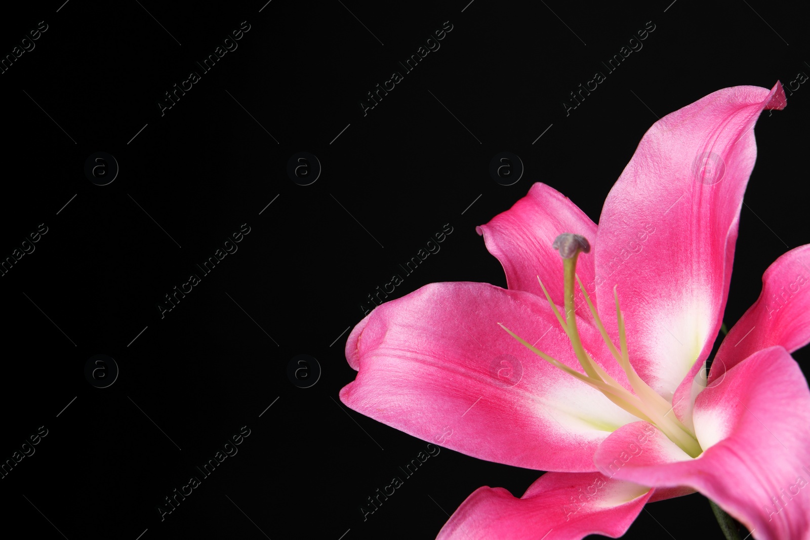 Photo of Beautiful pink lily flower on black background, closeup. Space for text