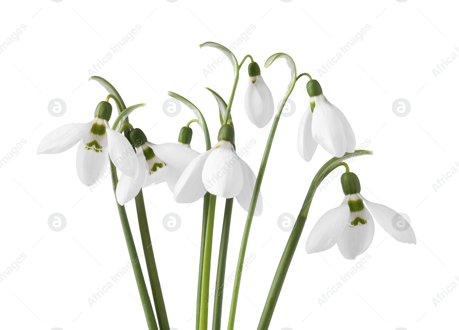 Photo of Beautiful snowdrops isolated on white. Spring flowers