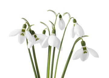 Beautiful snowdrops isolated on white. Spring flowers