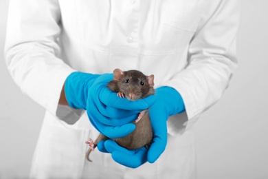 Photo of Scientist holding laboratory rat on white background, closeup