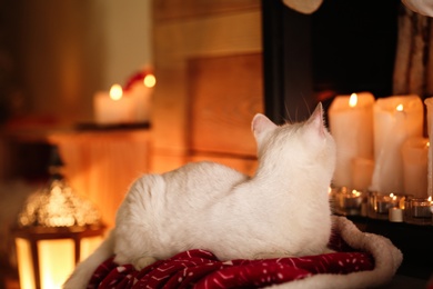 Cute white cat under blanket in room decorated for Christmas. Adorable pet