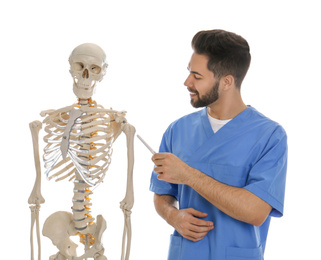 Male orthopedist with human skeleton model on white background