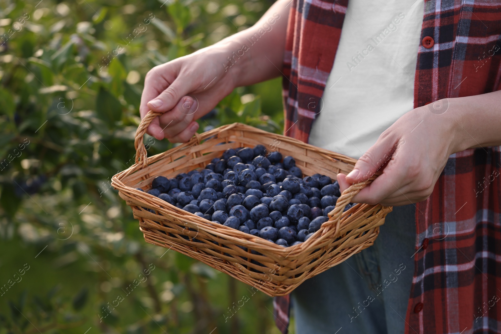 Photo of Woman with wicker basket of fresh blueberries outdoors, closeup. Seasonal berries