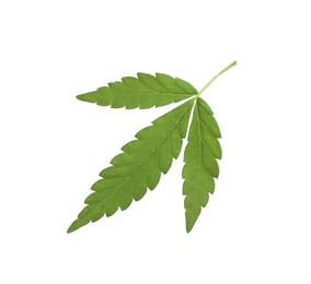 Photo of Lush green hemp leaf isolated on white