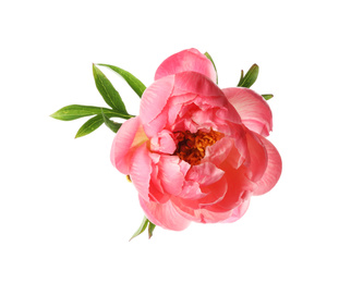 Photo of Beautiful blooming pink peony isolated on white