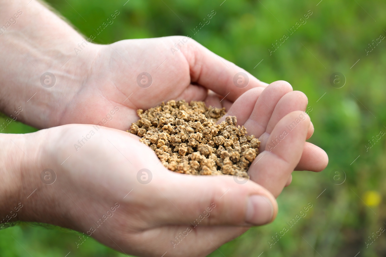 Photo of Man holding many beet seeds outdoors, closeup