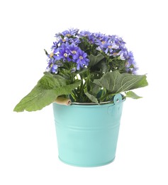 Photo of Beautiful purple cineraria plant in flower pot isolated on white