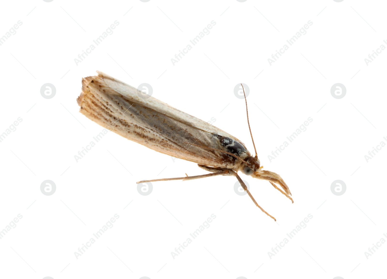Photo of Single chrysoteuchia culmella moth isolated on white, top view