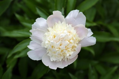 Photo of Beautiful blooming white peony growing in garden, closeup