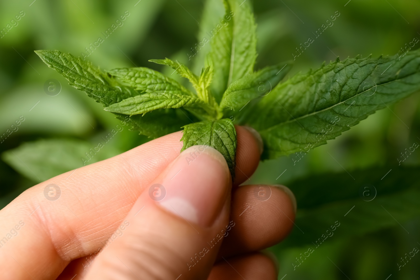 Photo of Woman picking fresh green mint outdoors, closeup