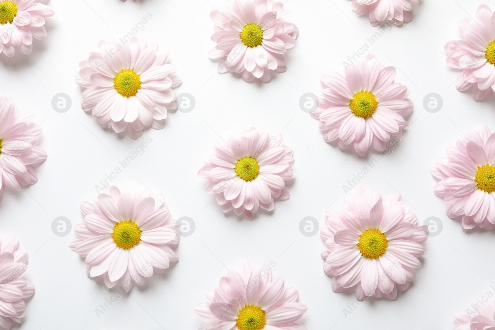 Photo of Beautiful chamomile flowers on white background, flat lay