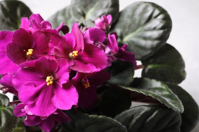 Photo of Closeup view of beautiful violet flowers on light grey background, space for text. Delicate house plant