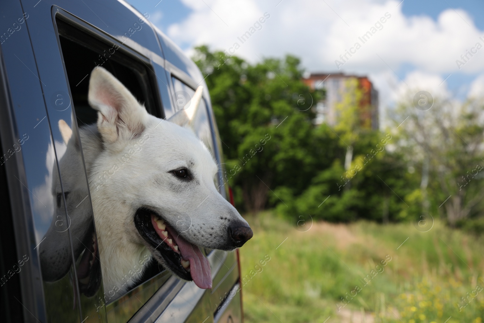 Photo of Cute white Swiss Shepherd dog peeking out car window. Space for text