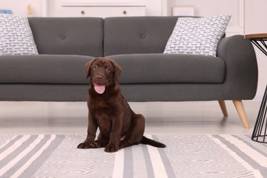 Photo of Cute chocolate Labrador Retriever puppy on rug at home. Lovely pet