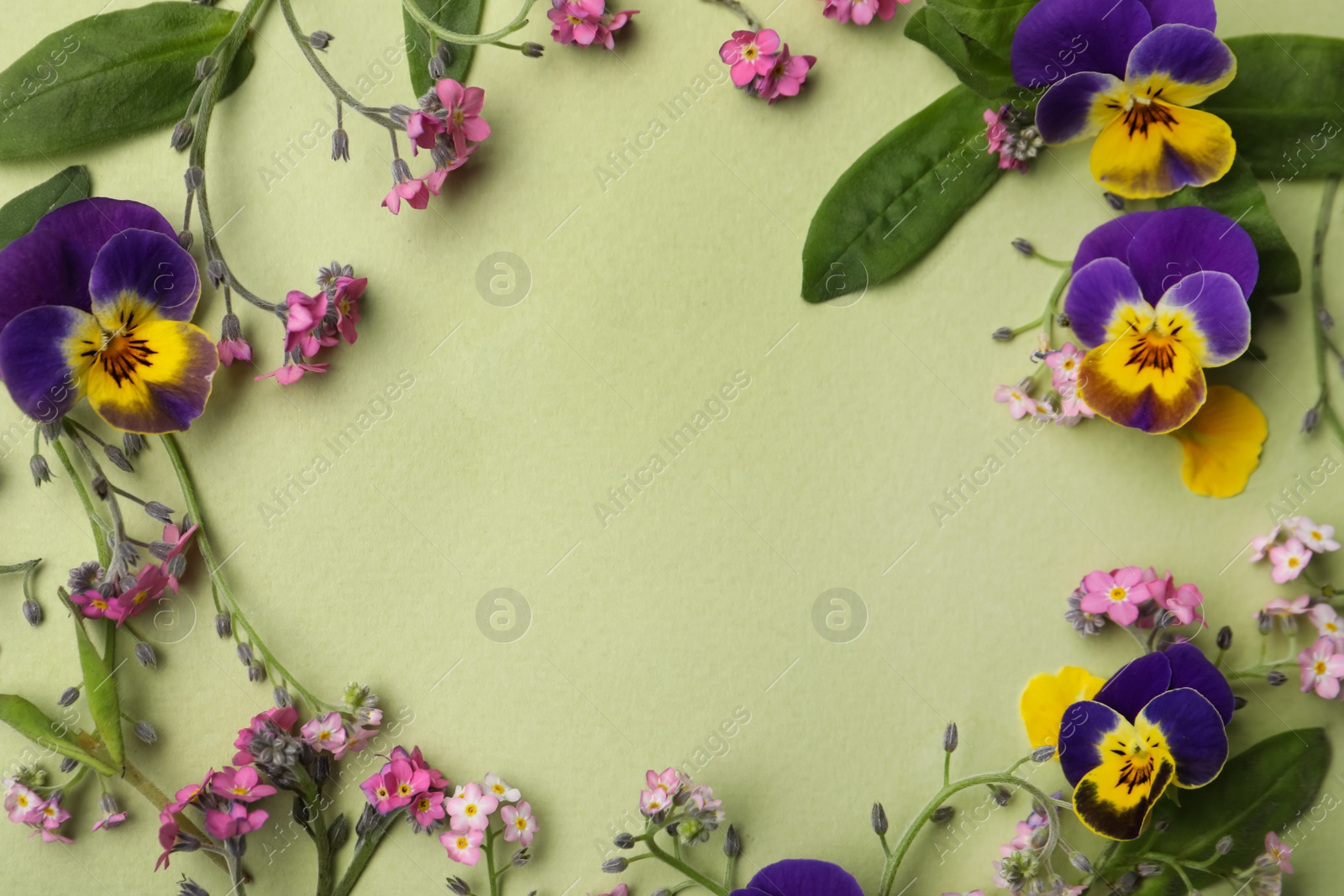 Photo of Frame of beautiful forget-me-not flowers on light green background, flat lay. Space for text