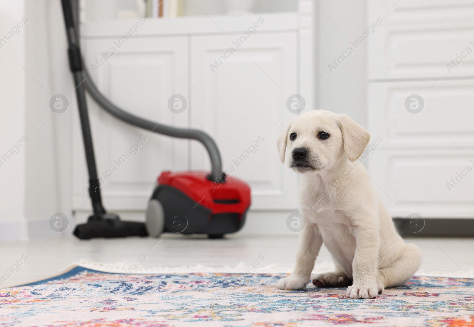 Photo of Cute little puppy on carpet at home. Space for text