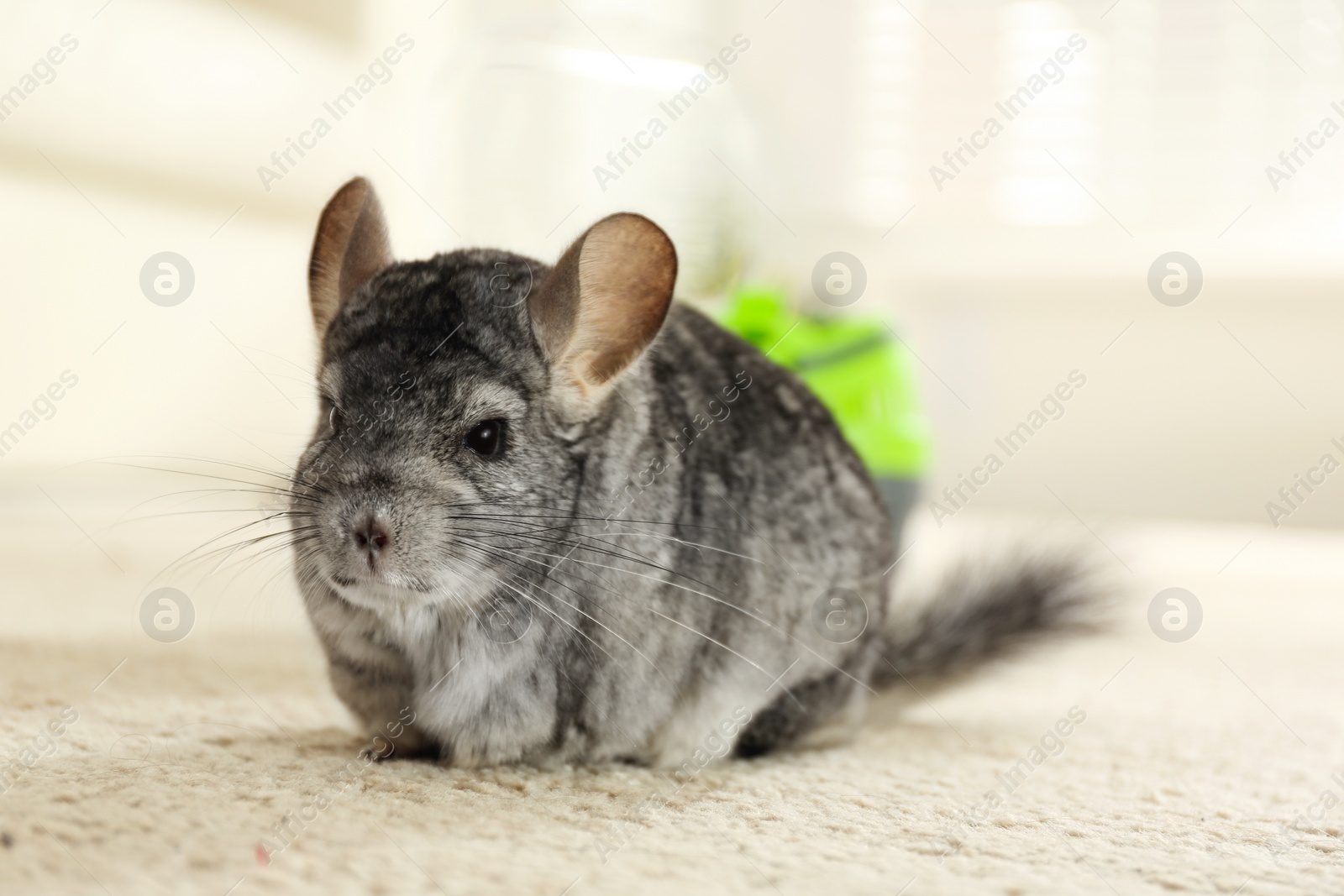 Photo of Cute grey chinchilla on floor in room