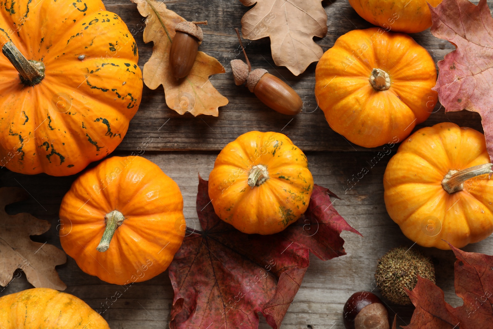 Photo of Thanksgiving day. Flat lay composition with pumpkins on wooden table