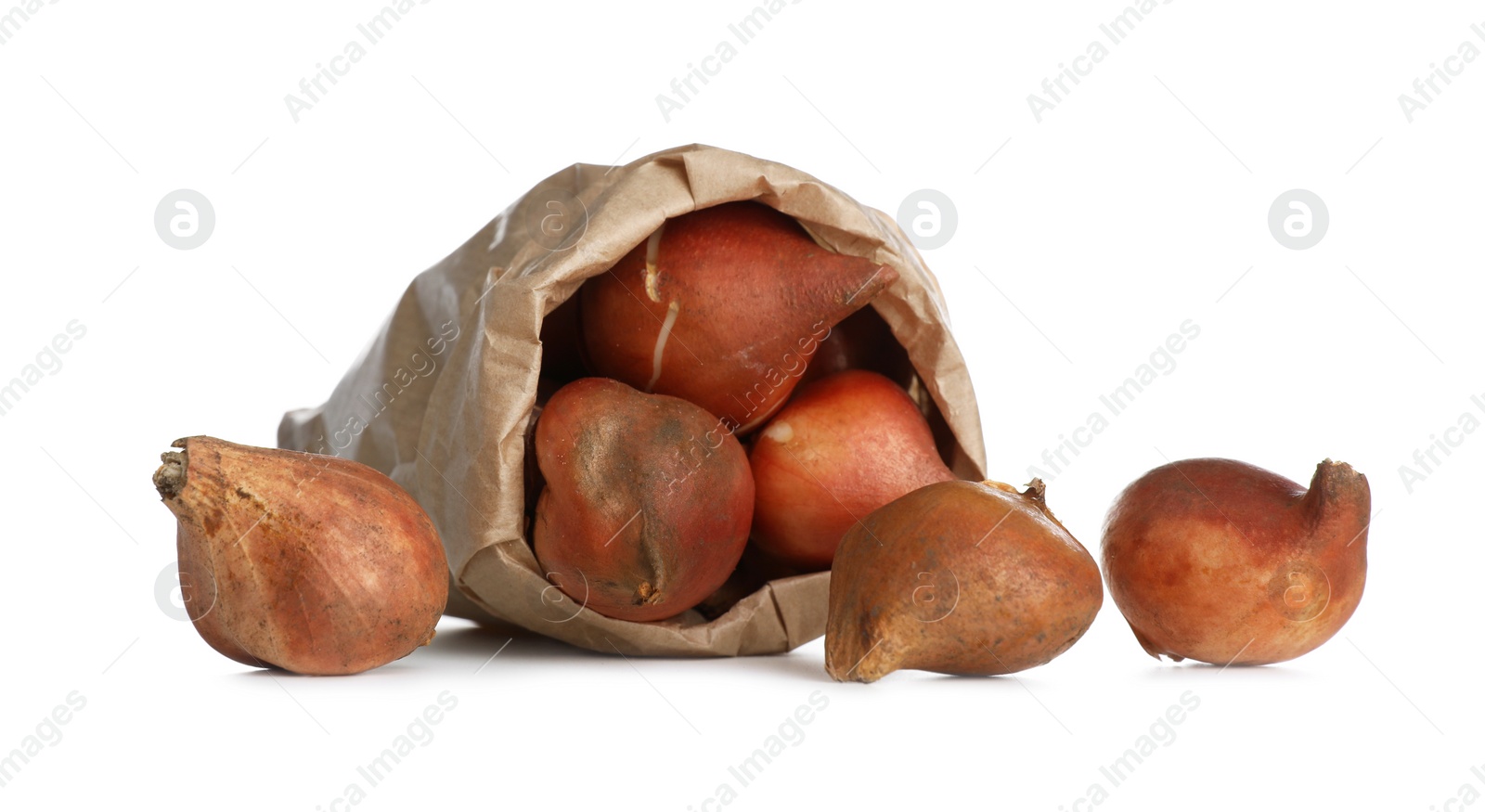 Photo of Tulip bulbs in paper bag on white background