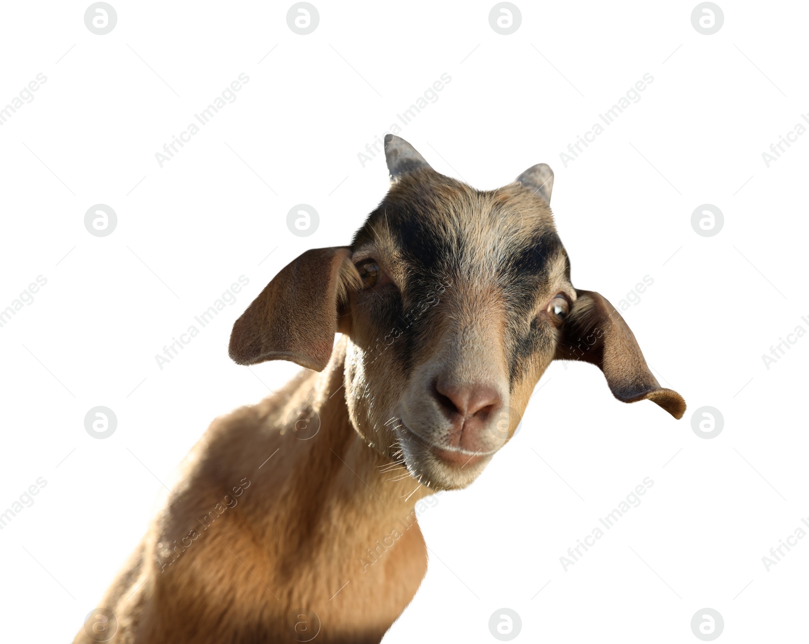 Image of Cute goat isolated on white. Farm animal