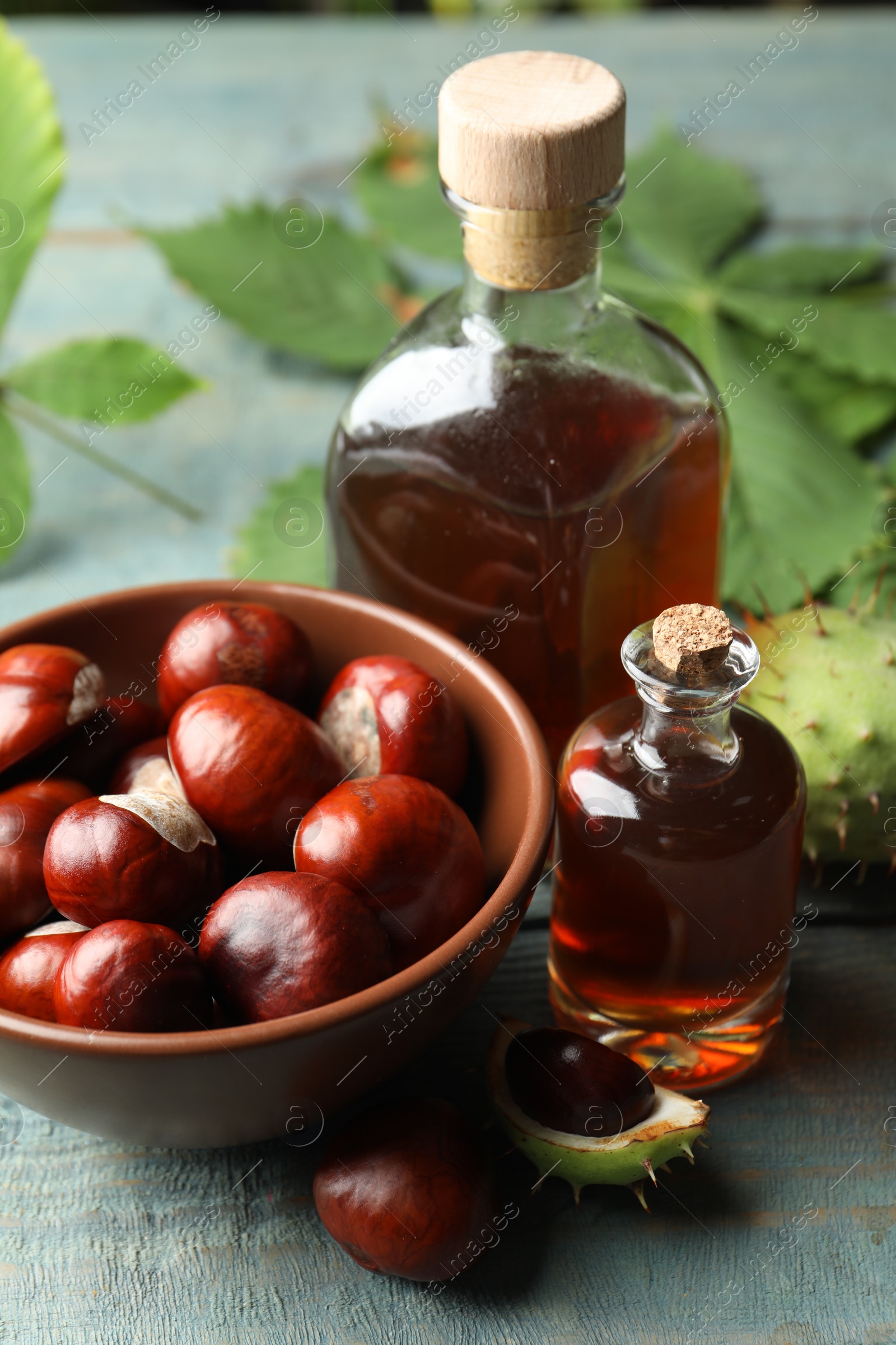 Photo of Chestnuts, leaves and bottles of essential oil on blue wooden table