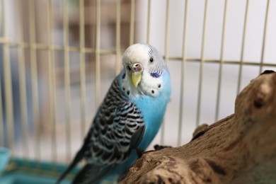 Photo of Beautiful bright parrot on branch. Exotic pet