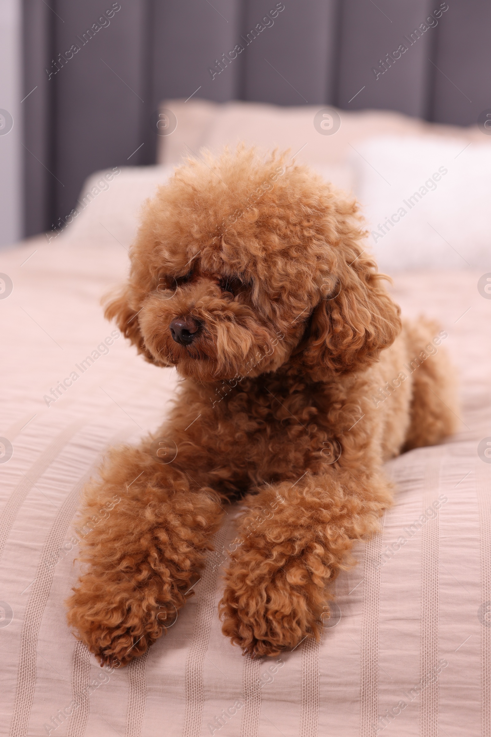 Photo of Cute Maltipoo dog on soft bed, closeup. Lovely pet