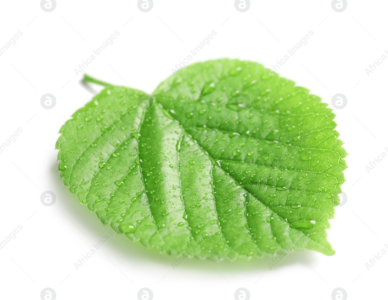 Photo of Green leaf with dew on white background